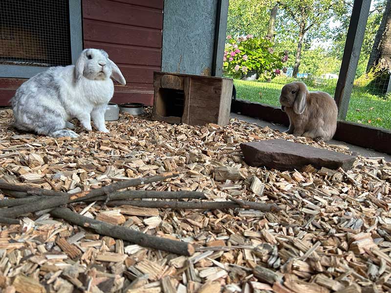 Ullrich_GBR_Tierauslauf-Hackschnitzel2